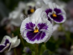 FRANCE Pansy
